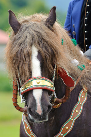 beautifully decorated horses on a catholic pilgrimage in bavaria, germanyのeditorial素材