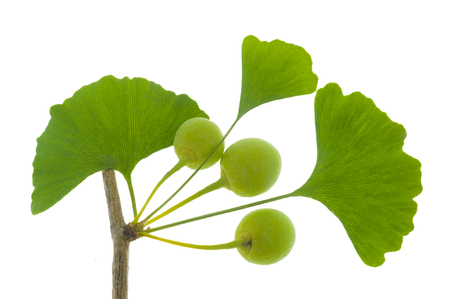 single twig with leaves of Ginkgo tree with fruits isolated over white backgroundの写真素材