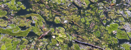 algae bloom in polluted water