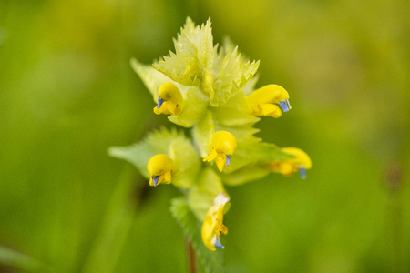 close-up of blooming flower head in meadow at springtimeの写真素材