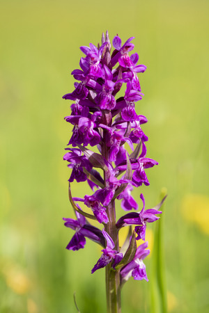 close-up of blooming flower head in meadow at springtimeの写真素材