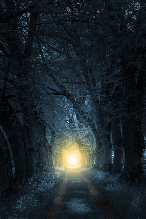 footpath trough mystically forest to sunlightの写真素材