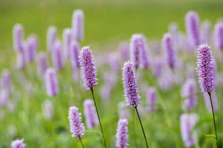 close-up of blooming flower head in meadow at springtimeの写真素材