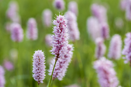 close-up of blooming flowers in meadow at springの写真素材