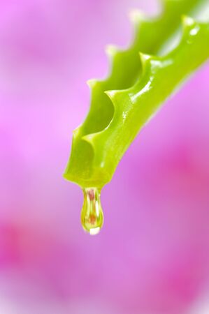 droplet essence is falling from Aloe vera medicinal plantの写真素材