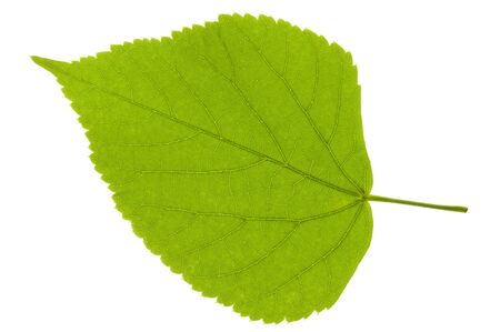 leaf of linden treeの写真素材