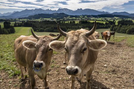 Portrait of two cows on meadowの写真素材