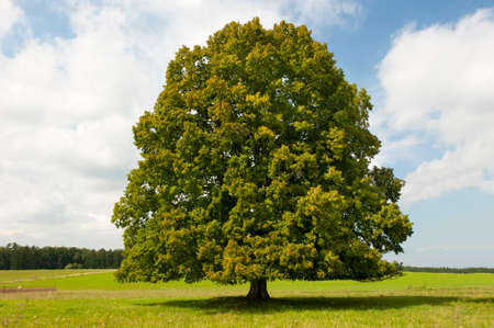 single big old deciduous tree in meadow at springtimeの写真素材