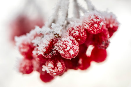 frozen red berries with hoarfrost at cold winter dayの写真素材