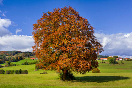 single big beech tree at autumn in meadowの写真素材