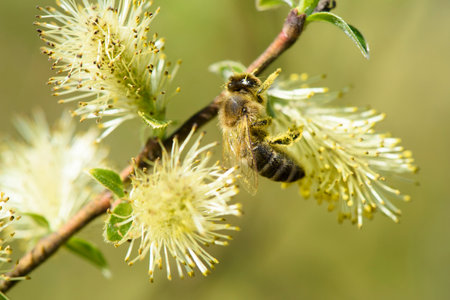 blooming catkins of willow tree with pollen