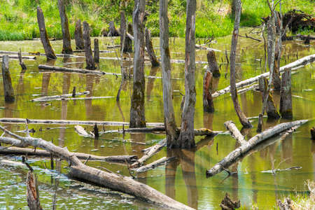 Biotopes with tree stumps in the waterの写真素材
