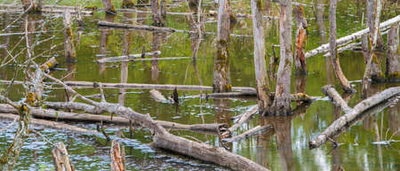Biotopes with tree stumps in the waterの写真素材