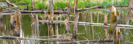 Biotopes with tree stumps in the waterの写真素材