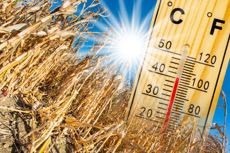 Heat in summer with high temperature and lack of water