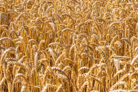 Agriculture and arable farming with cereals