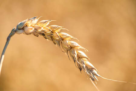 Agriculture and arable farming with cerealsの写真素材