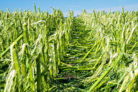 Hail damage and heavy rain destroys agriculture and maize fieldsの写真素材