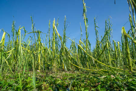 Hail damage and heavy rain destroys agriculture and maize fieldsの写真素材