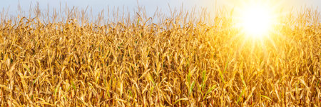 Plants at harvest in drought, water shortage and heatの写真素材