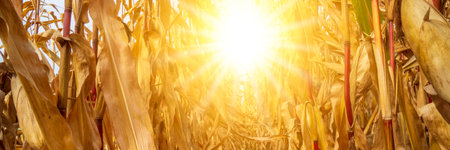 Pflanzen und Ernte bei Trockenheit, Wassermangel und Hitzeの写真素材