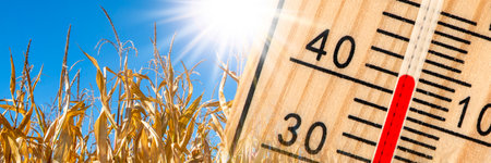 thermometer shows high temperature in summer heat