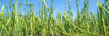 Hail damage and heavy rain destroyed a maize field