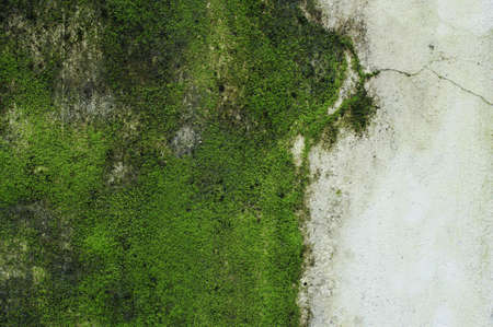 Green Moss on wall. 