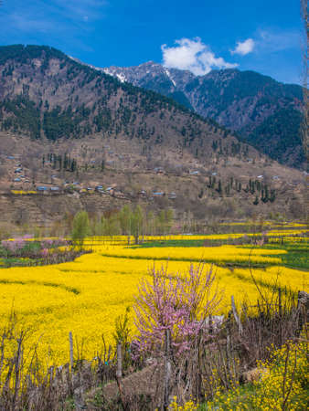 Mustard field in Kashmir Indiaの写真素材