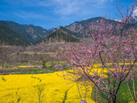 Mustard field on the way to Srinagar Kashmir Indiaの写真素材
