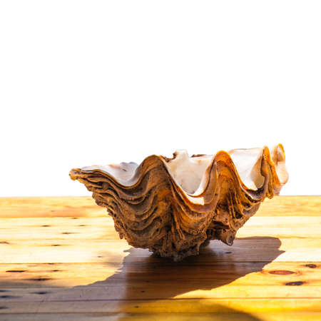 Giant clamの写真素材