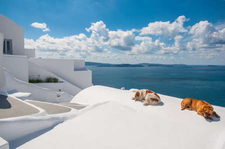 Dogs in Santoriniの写真素材