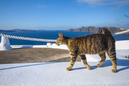 Greek cat in Santoriniの写真素材