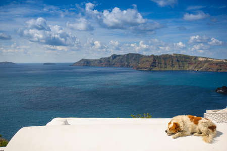 Dog in Santoriniの写真素材