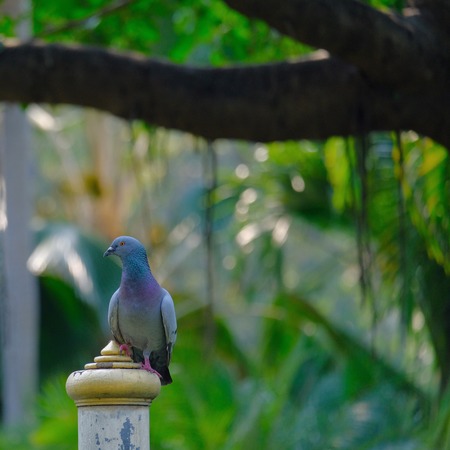 Pigeon in the Gardenの写真素材