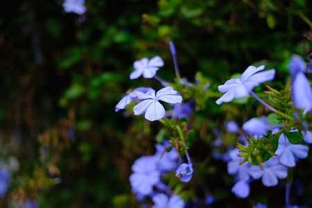 flowers in the Gardenの写真素材