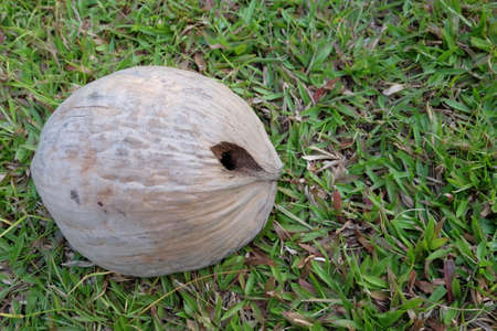 Coconut shell on grassの写真素材