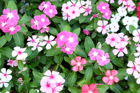 Colorful Vinca flowerの写真素材