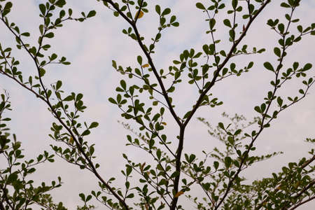Tree and sky backgroundの写真素材