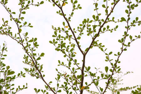 Tree and sky backgroundの写真素材