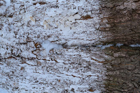 Tree core with snow in the middleの写真素材