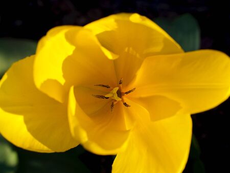 yellow tulip photo from above, macro, blurred backgroundの写真素材