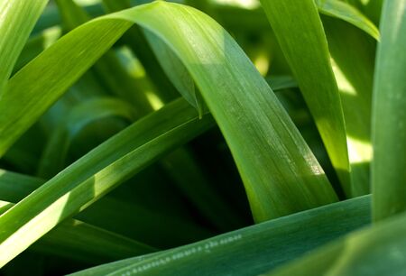 green plat background
