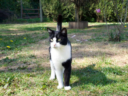 StojÄcy biaÅo czarny kot w ogrodzie na tle zieleni, ciekawe spojrzenieのeditorial素材