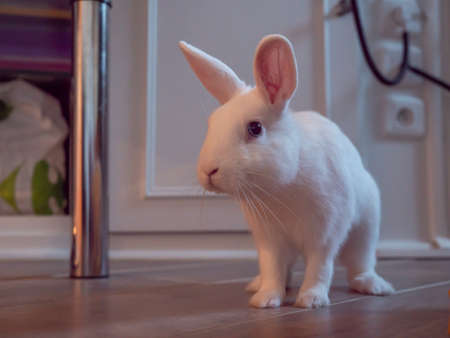 Little pet white rabbit. Daily lifeの写真素材