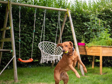 Purebred Labrador Retriever dog from the working line before jumping out
