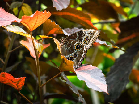 A macro close-up of a butterfly with spread wings, a colorful and beautiful species of tropical...