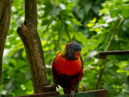 Rainbow Lorikeet (Trichoglossus moluccanus), a native parrot from eastern Australia that feeds on the Banksia flowerの写真素材