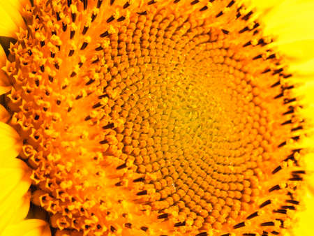 sunflower in a transparent vase on a dark shelf, white backgroundの写真素材