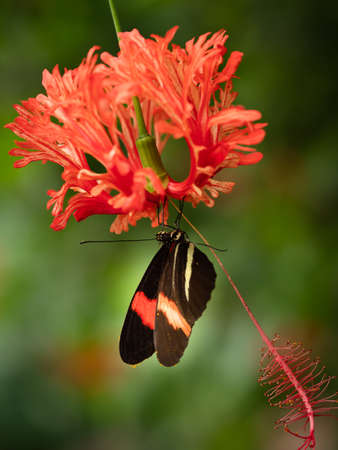A macro close-up of a butterfly with spread wings, a colorful and beautiful species of tropical...